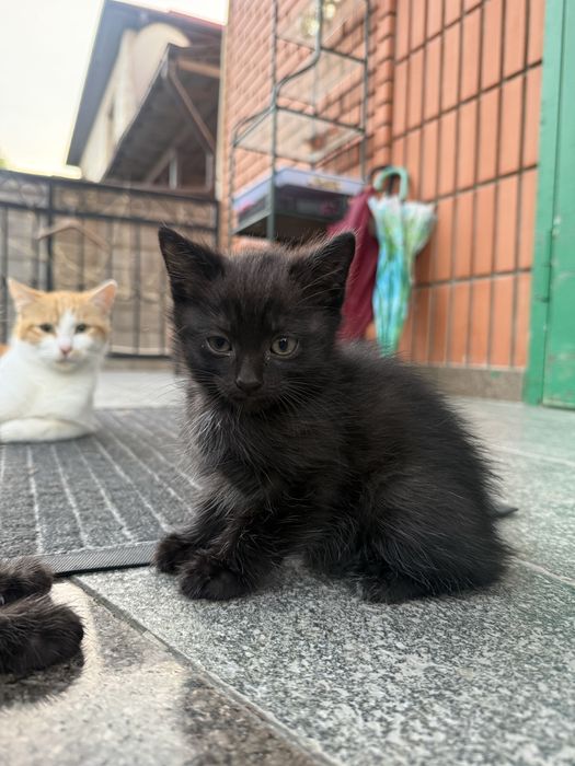 Котята бесплатно