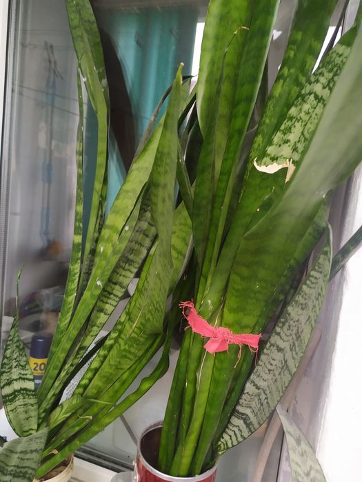 Продам цветы комнатные