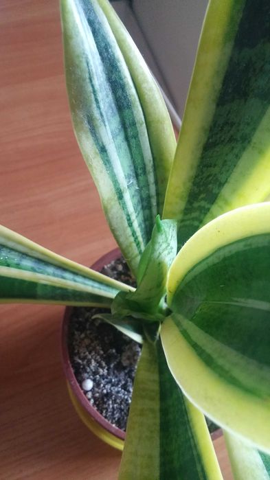 Комнатное растение саньсевьерия