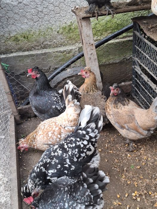 Perechi de gainusi pitici.