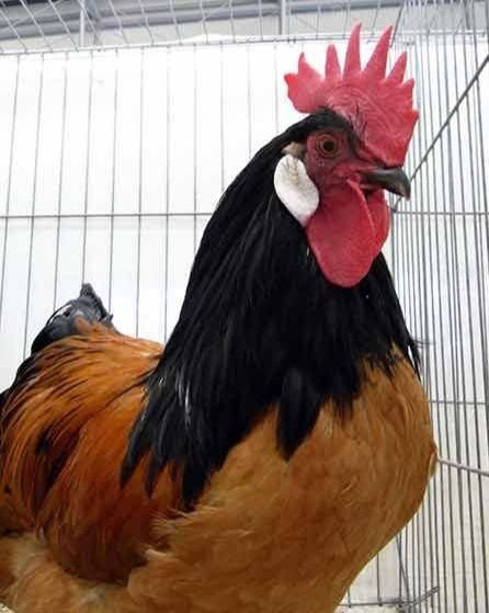 Немецкий форверк