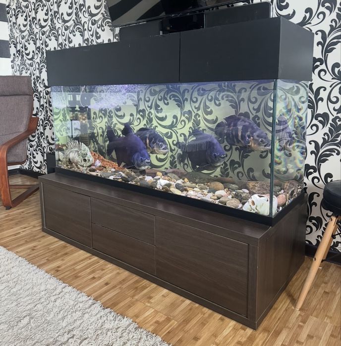 Аквариум 500л Пираньи, Остронотусы