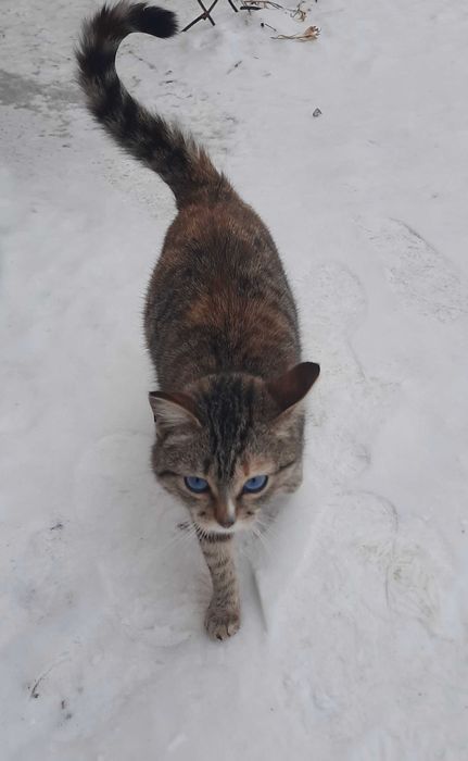 Голубоглазая красавица