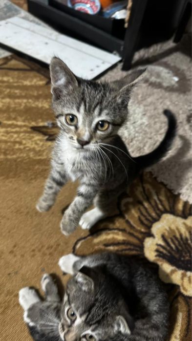 Котята шотландцы 2 месяца