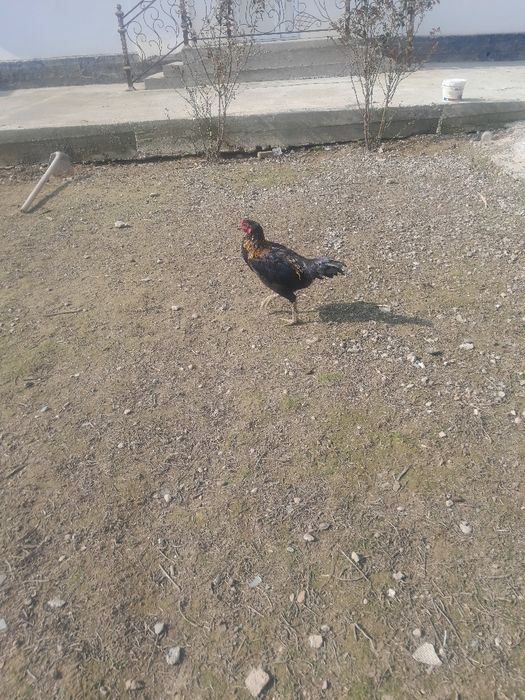 Дакан хурозчалар