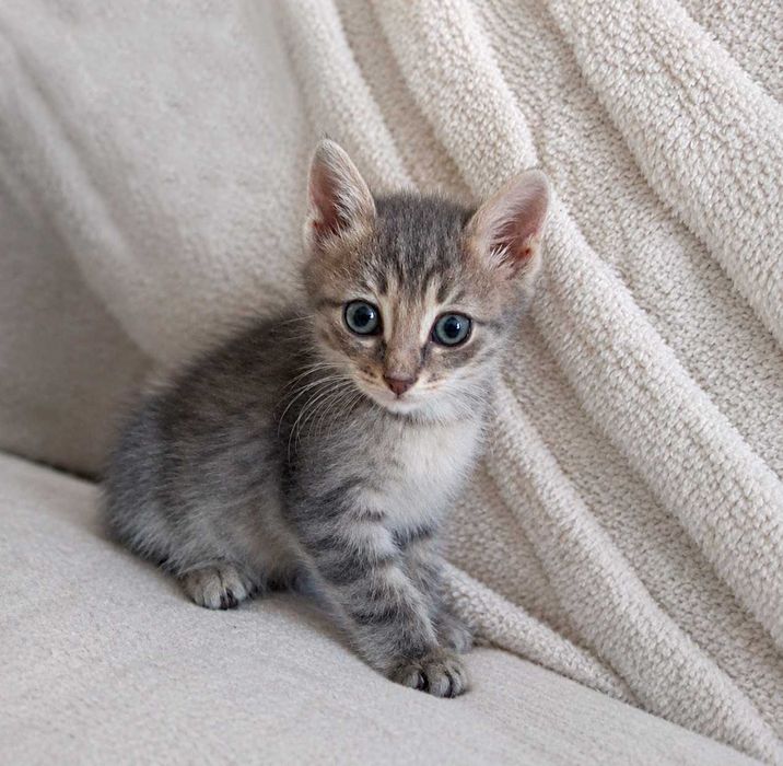 КОТЯТА ищут любящий дом!