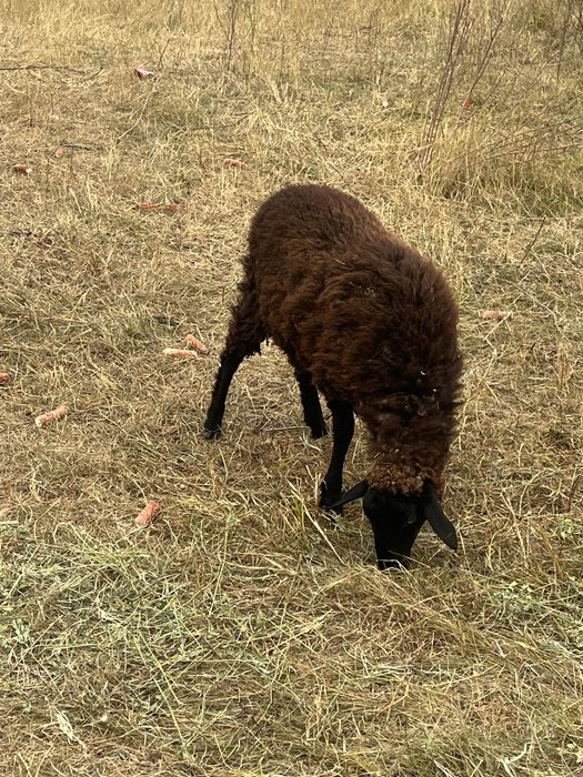 Vand berbc carabas de 4 ani si 2 miele de anul acesta cele negre sau schimb cu oi asau alte animale