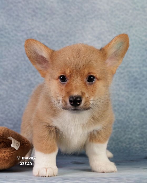 Щенки вельш корги пемброк