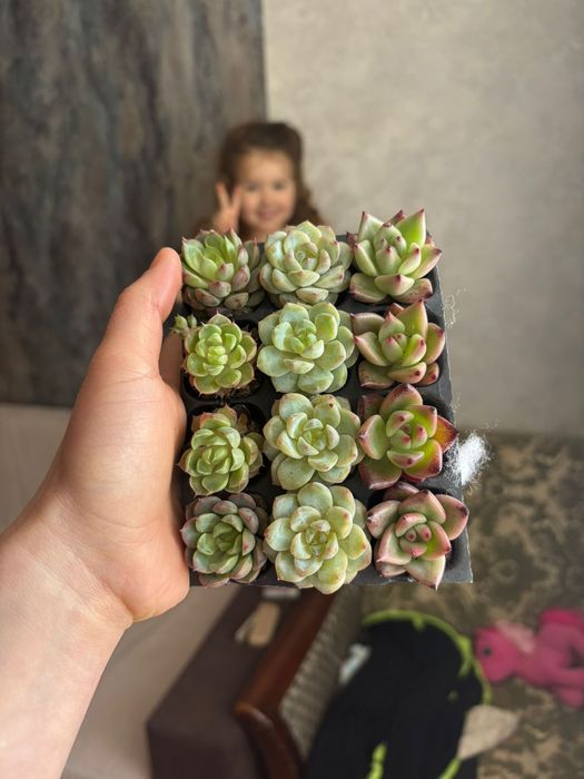 В продаже Суккуленты