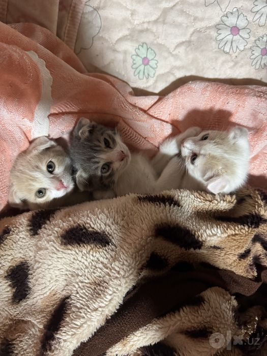Котёнки отдам даром