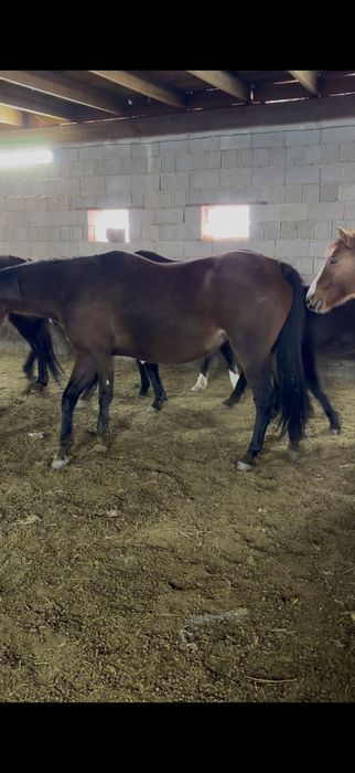 Продам кобылу !!