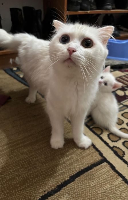 Шотландский мысык