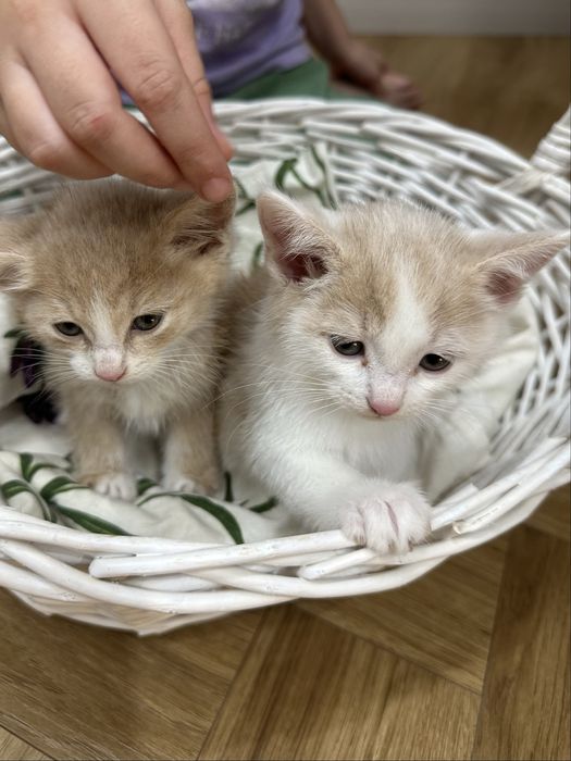 Ищем добрые руки для котят