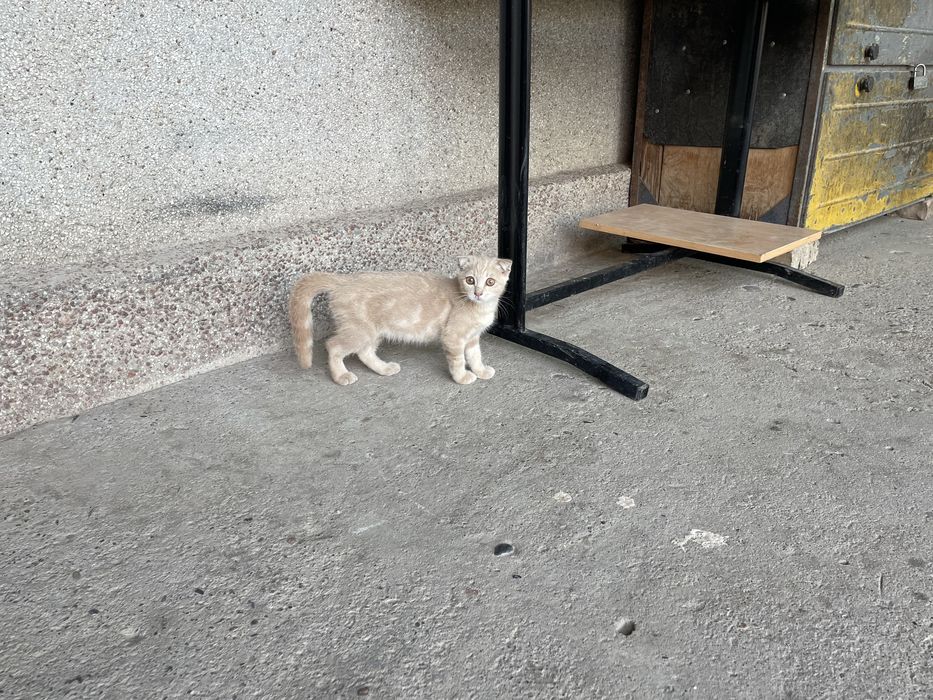 Scotish fold shinshila paroda скотиш фолд srochno