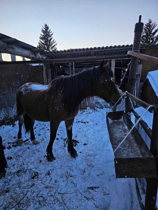 Буаз биелер сатылады