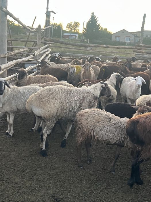 Продам кошкара .