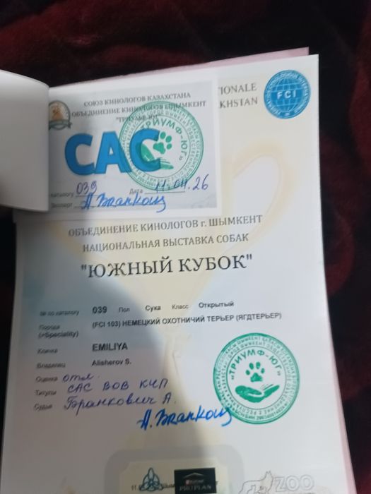 Продается ягдтерьр