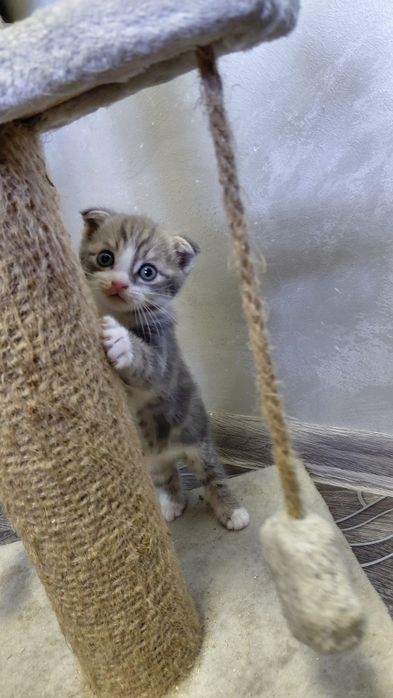 Вислоухие котята