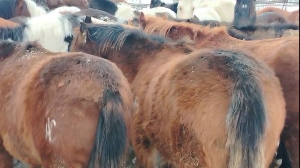 Оптом и в розницу Биелер Тайлар  на откөрме