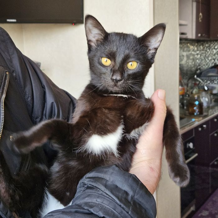 Малышка Багира в поисках дома!! Ташкент!