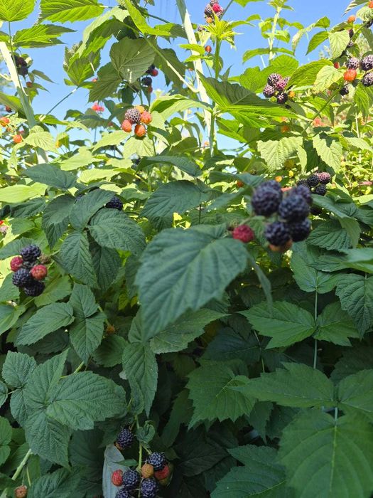 Продам малину черную,  крыжовник