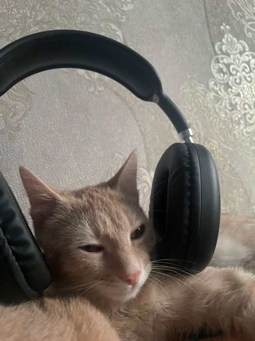 рыжие котята подростки