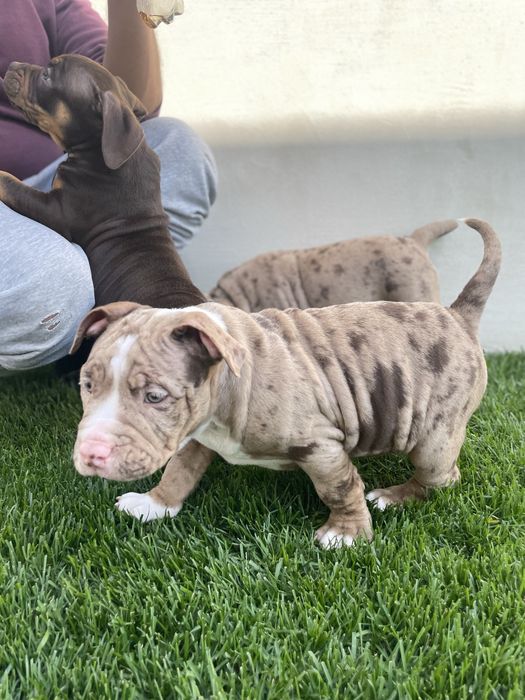 Catei American bully pocket