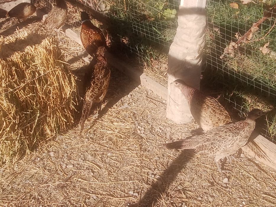 Фазаны қырғауыл сатылады