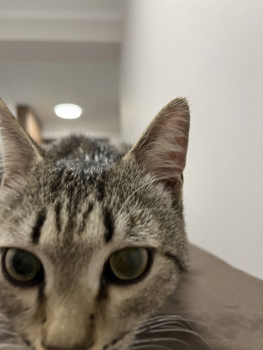 Отдам котика в добрые руки