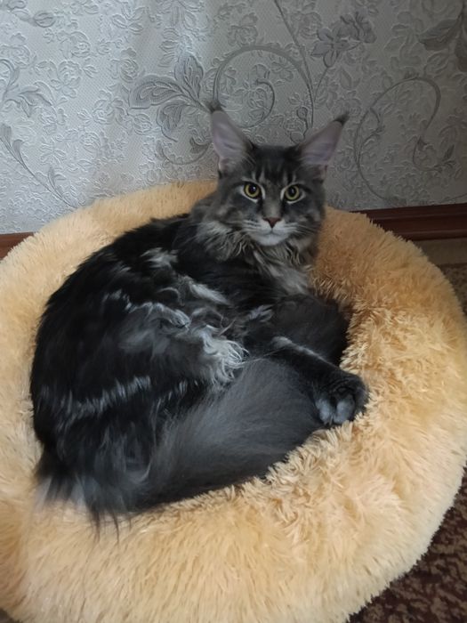 Срочно Ищем кошку для случки