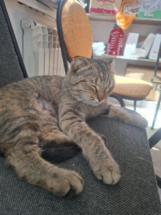 Кошка вислаушка стерилизована