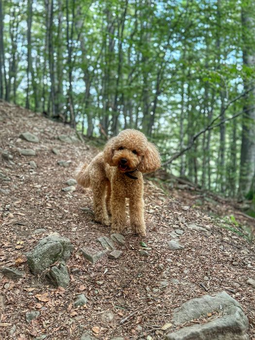 мини пудел на  3 години – здрав, игрив и много гальовен.