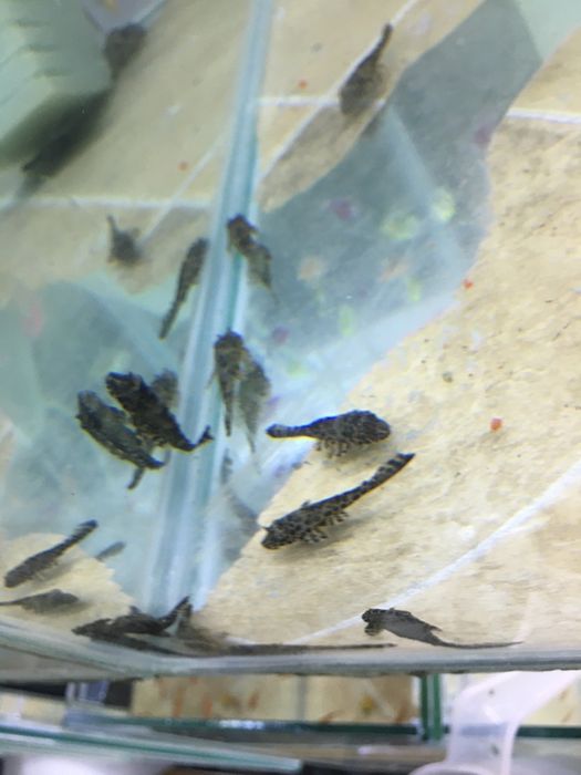 Pesti de acvariu, exotici- tetrazona, gupy , molly , platy , etc