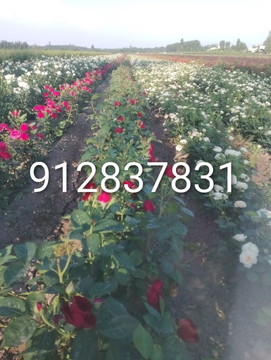 Дехкончилик гарантия качества