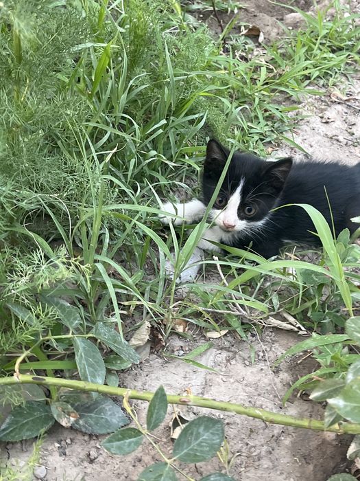 Котят даром чистый