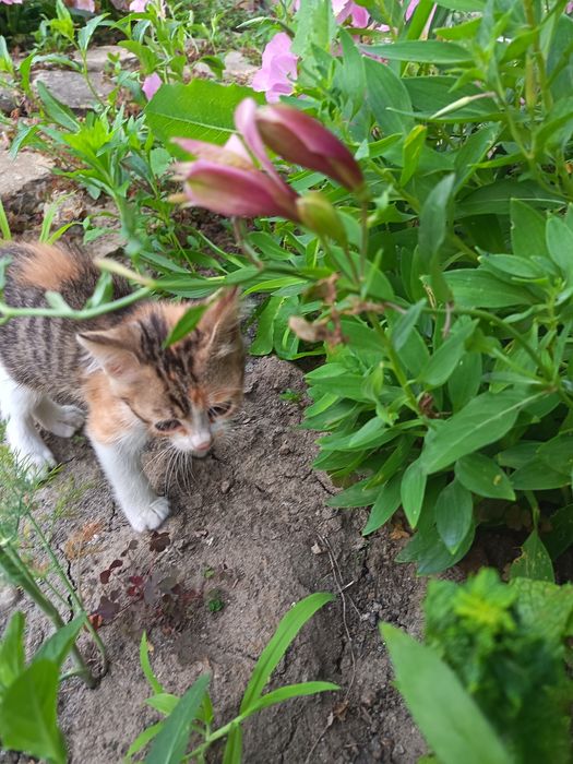 Подарявам котенца