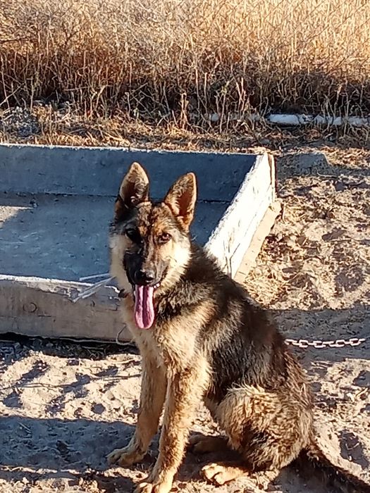 Немецкая авчарка