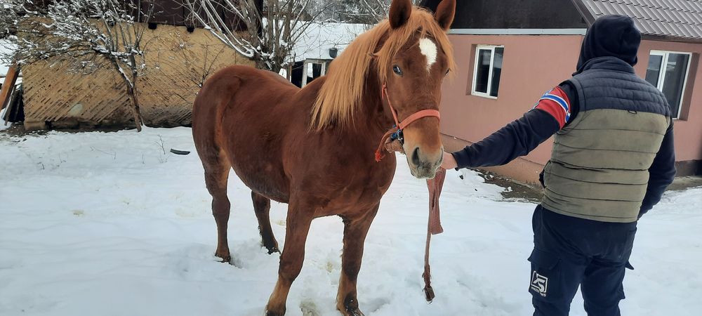 Vând Mânz de 2 ani cu pașaport