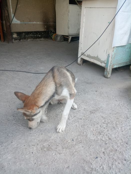 Собака в хорошие руки