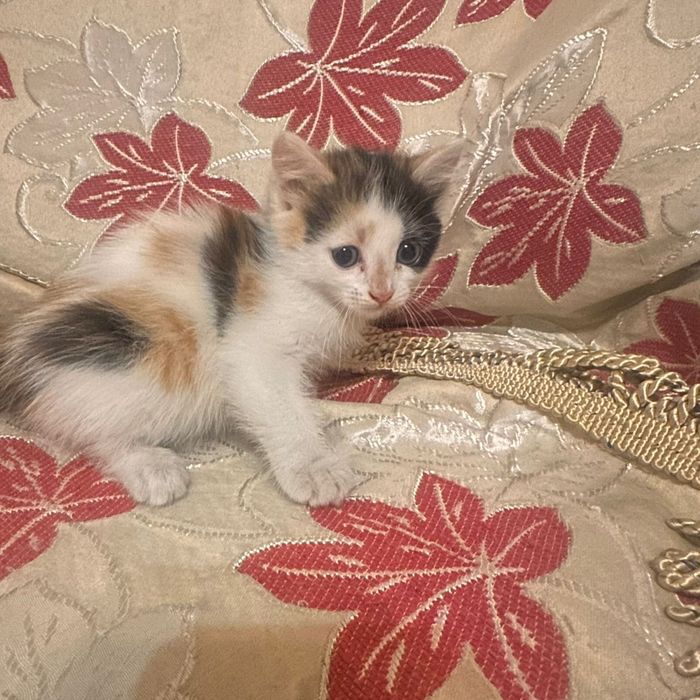 Отдам бесплатно котят трехцветные