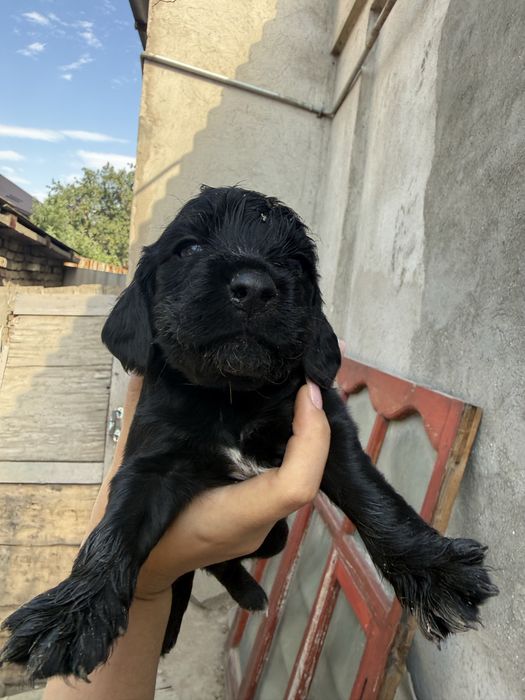 Щенята русский спаниель
