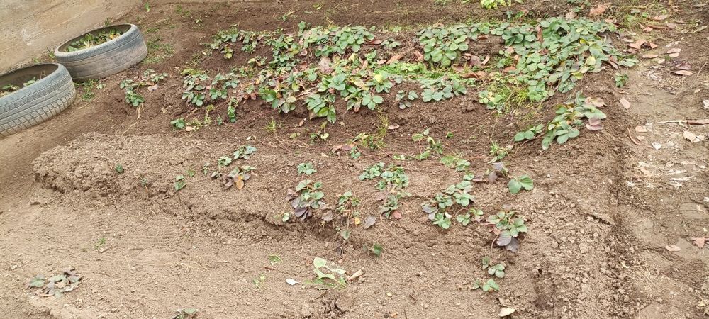 Рассаду клубники в грунте