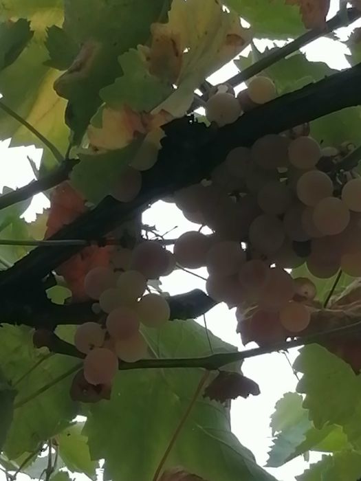 Продава се Къща в Асеновград - 130 кв.м за 693 €/кв.м - Снимка #2