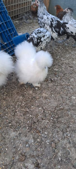 Perechi Mătase japoneza, Araucana și prepelițe
