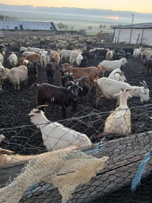 Vând cârd de capre tinere