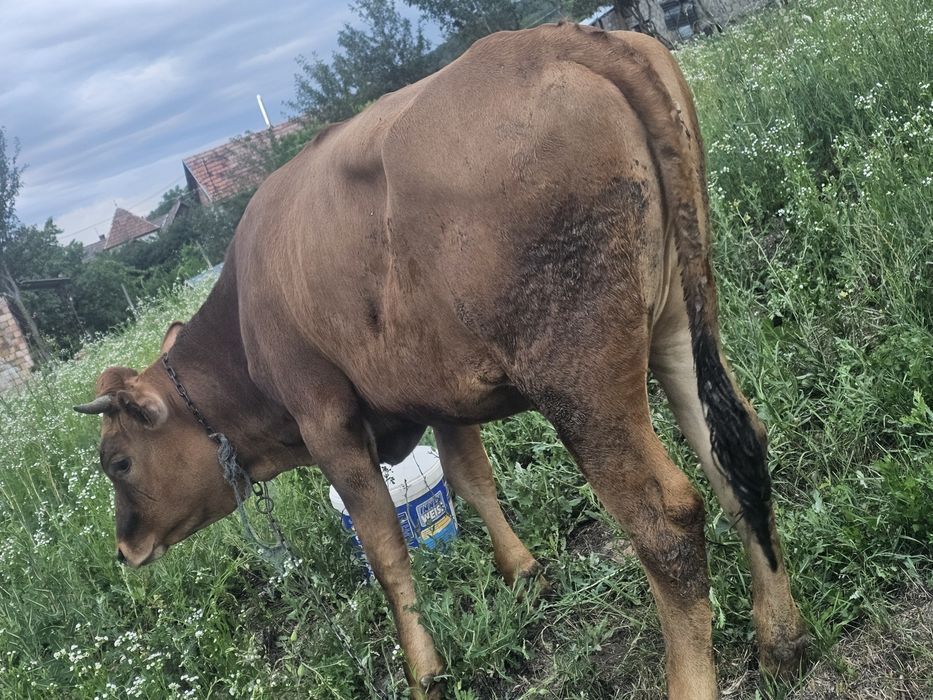 Vand o jurinca de 1 ani  rasa buna de lapte  talie mare