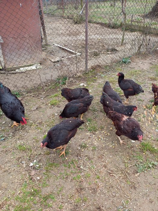 Ouă pentru incubat – Rhode Island