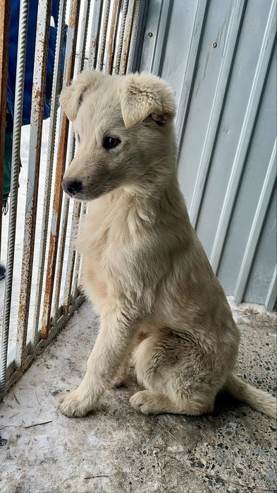 Отдам щенка, мальчик