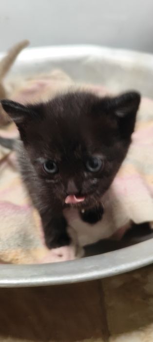 Отдам бесплатно котенка, девочка
