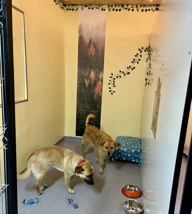 Cazare caini Cluj DogStar, pensiune caini, dresaj caini, toaletaj